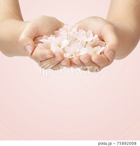 手のひらに桜の花びら 75892008