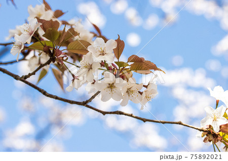 桜 桜 75892021
