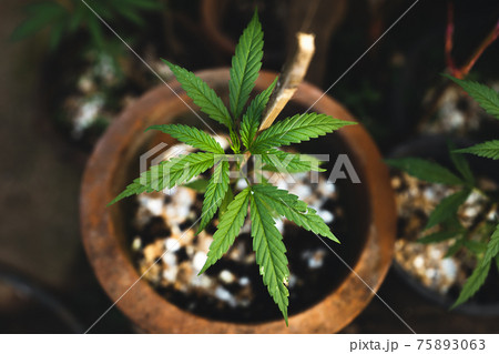 Marijuana in a pot at home 75893063