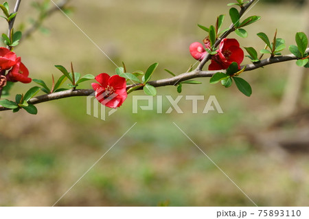 相州の花・木瓜の花3 相州の花・木瓜の花3 75893110