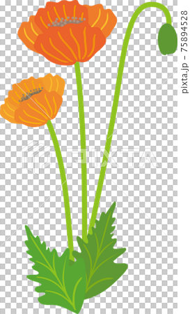 罌粟花 75894528