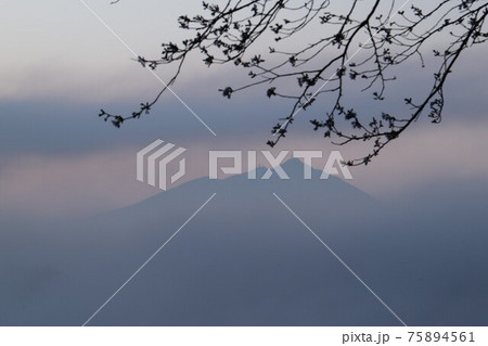 朝の霧の中の桜と筑波山 朝の霧の中の桜と筑波山 75894561