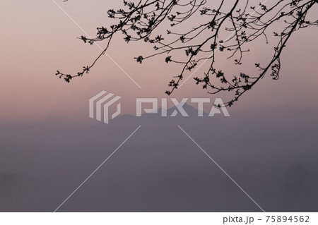 朝の霧の中の桜と筑波山 朝の霧の中の桜と筑波山 75894562