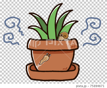 植木鉢に発生したナメクジとカタツムリ 植木鉢に発生したナメクジとカタツムリ 75894671