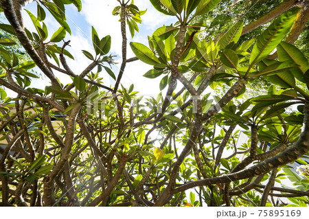 Green leaves of trees, against the sky, foliage of tropical trees Green leaves of trees, against the sky, foliage of tropical trees 75895169