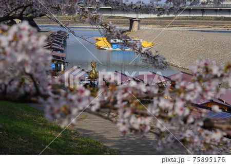 長良川河畔の桜 長良川河畔の桜 75895176