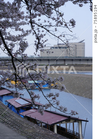 長良川河畔の桜 長良川河畔の桜 75895194