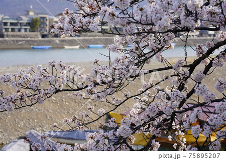 長良川河畔の桜 長良川河畔の桜 75895207