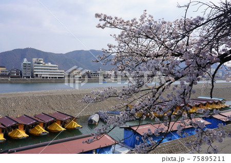 長良川河畔の桜 長良川河畔の桜 75895211