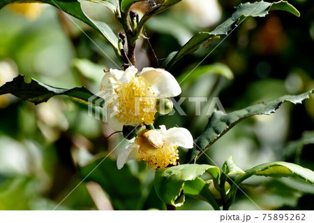三鷹中原に咲く白いチャノキの 75895262