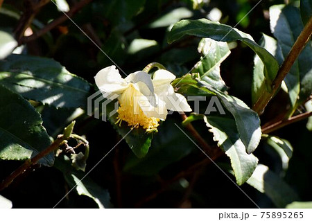 三鷹中原に咲く白いチャノキの花 三鷹中原に咲く白いチャノキの花 75895265