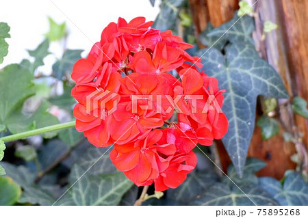 三鷹中原に咲く赤いゼラニウムの花 三鷹中原に咲く赤いゼラニウムの花 75895268