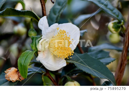 三鷹中原に咲く白いチャノキの花 三鷹中原に咲く白いチャノキの花 75895270