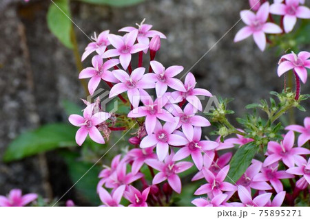 三鷹中原に咲くピンクのペンタスの花 75895271