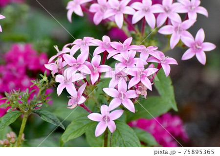 三鷹中原に咲くピンクのペンタスの花 三鷹中原に咲くピンクのペンタスの花 75895365