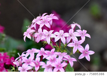 三鷹中原に咲くピンクのペンタスの花 75895366