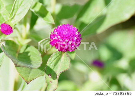 三鷹中原に咲くピンクのセンニチコウの花 75895369