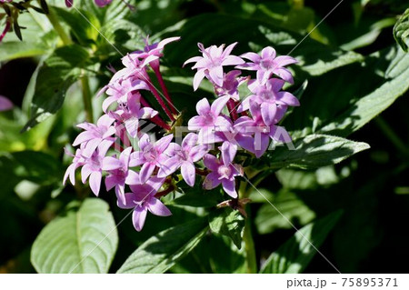 三鷹中原に咲くピンクのペンタスの花 75895371