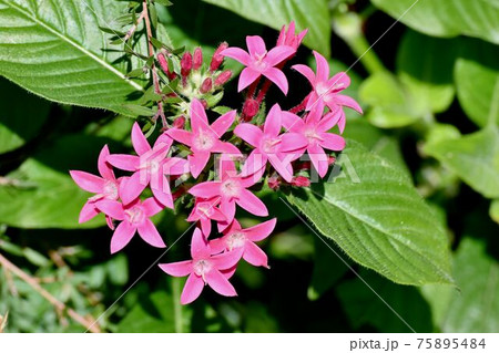 三鷹中原に咲くピンクのペンタスの花 三鷹中原に咲くピンクのペンタスの花 75895484