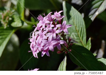 三鷹中原に咲くピンクのペンタスの花 75895487