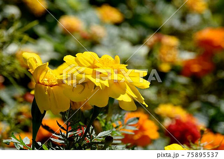 三鷹中原に咲く黄色いマリーゴールドの花 75895537