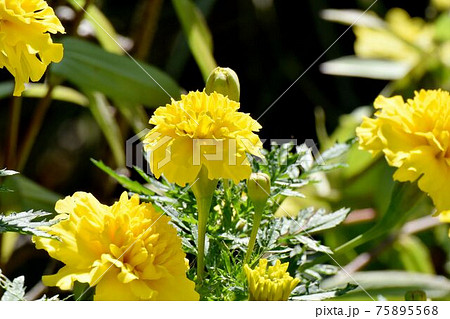 三鷹中原に咲く黄色いマリーゴールドの花 75895568