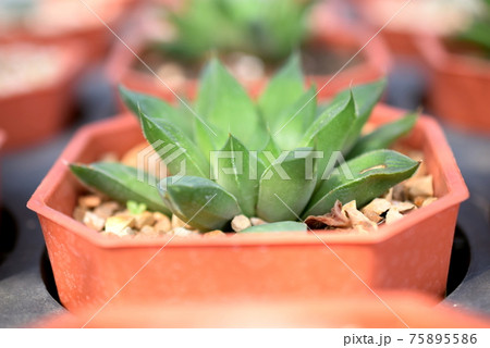 Green Cactus Succulent Small Plant Home Garden Green Cactus Succulent Small Plant Home Garden 75895586