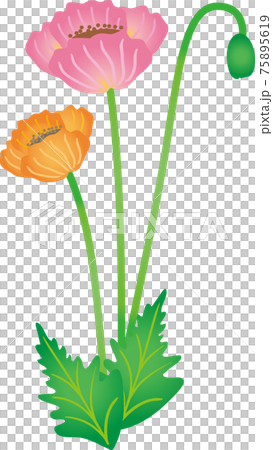 ポピーの花 グラデーションのイラスト素材