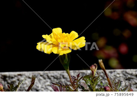 三鷹中原に咲く黄色いマリーゴールドの花 三鷹中原に咲く黄色いマリーゴールドの花 75895649