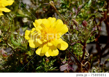 三鷹中原に咲く黄色いマリーゴールドの花 75895651