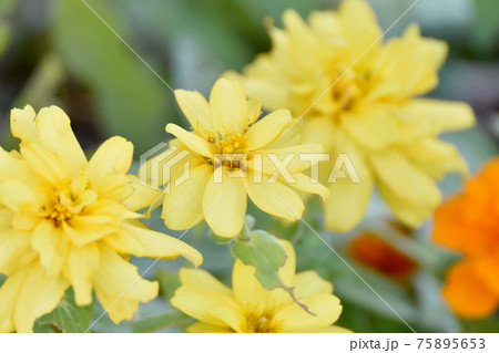 三鷹中原に咲く黄色いヒャクニチソウの花 75895653