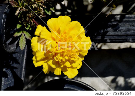 三鷹中原に咲く黄色いマリーゴールドの花 75895654