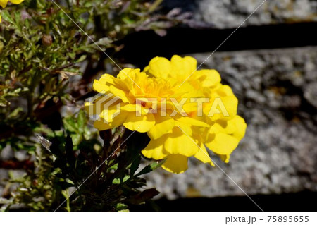 三鷹中原に咲く黄色いマリーゴールドの花 三鷹中原に咲く黄色いマリーゴールドの花 75895655