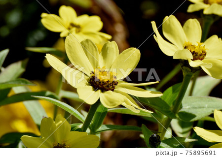 三鷹中原に咲く黄色いヒャクニチソウ(ジニア)の花 三鷹中原に咲く黄色いヒャクニチソウ(ジニア)の花 75895691