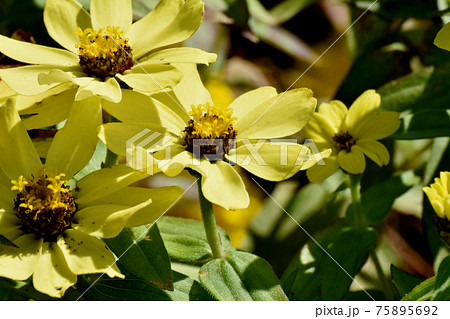 三鷹中原に咲く黄色いヒャクニチソウ(ジニア)の花 75895692