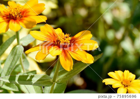 三鷹中原に咲くオレンジ色のヒャクニチソウ(ジニア)の花 75895696