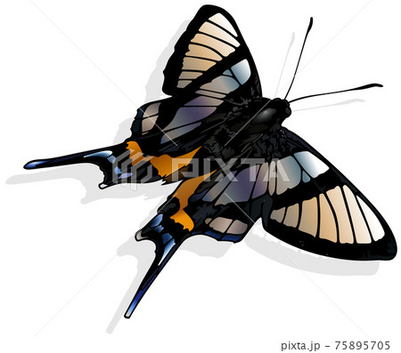 Sylphina Angel 75895705