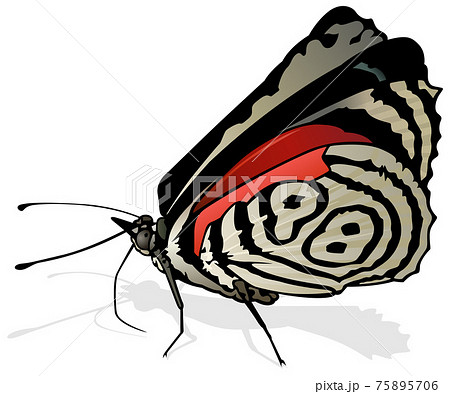 Eighty-eight Butterfly 75895706