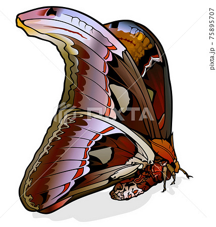 Atlas Moth Stock Illustration