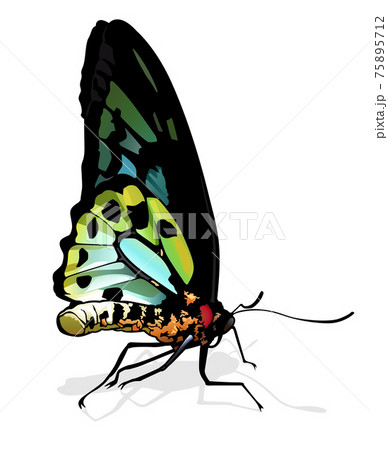 Birdwing Butterflyのイラスト素材