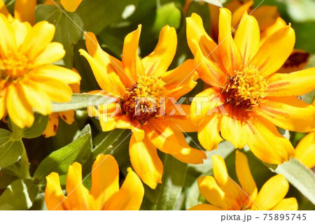 三鷹中原に咲くオレンジ色のヒャクニチソウ(ジニア)の花 三鷹中原に咲くオレンジ色のヒャクニチソウ(ジニア)の花 75895745