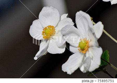 三鷹中原に咲く白いシュウメイギクの花 三鷹中原に咲く白いシュウメイギクの花 75895751