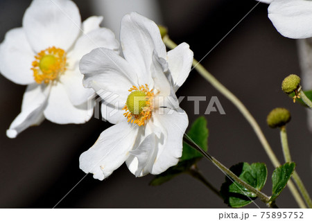 三鷹中原に咲く白いシュウメイギクの花 三鷹中原に咲く白いシュウメイギクの花 75895752