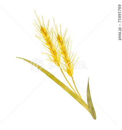 小麦の穂 水彩画のイラスト素材 [75895769] - PIXTA