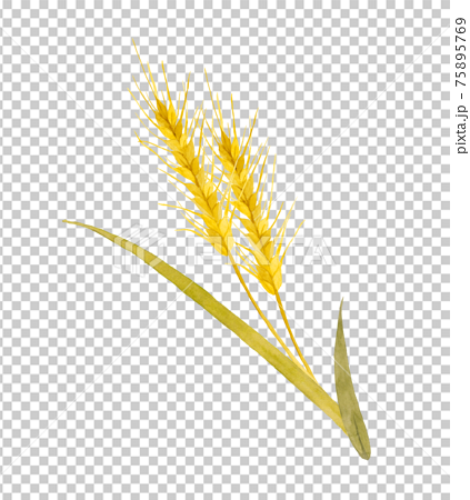 小麦の穂 水彩画のイラスト素材 [75895769] - PIXTA