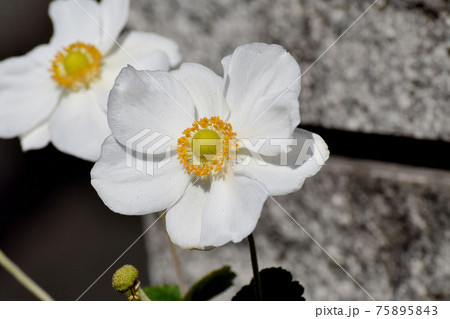 三鷹中原に咲く白いシュウメイギクの花 75895843