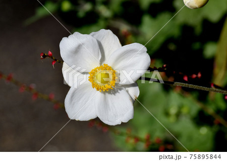 三鷹中原に咲く白いシュウメイギクの花 75895844
