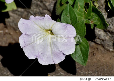 三鷹中原に咲く淡いピンクのペチュニアの花 75895847