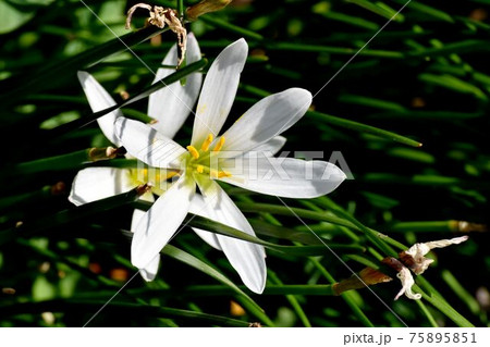 三鷹中原に咲く白いタマスダレの花 三鷹中原に咲く白いタマスダレの花 75895851