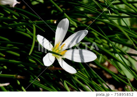 三鷹中原に咲く白いタマスダレの花 三鷹中原に咲く白いタマスダレの花 75895852